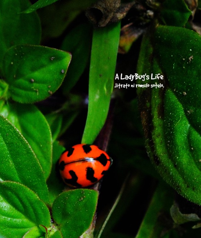 A friend I saw along the trail of Pico.