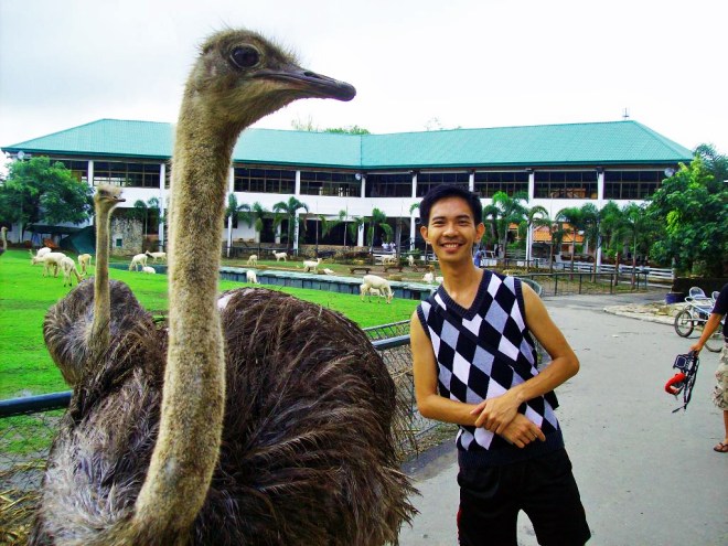 ostrich2