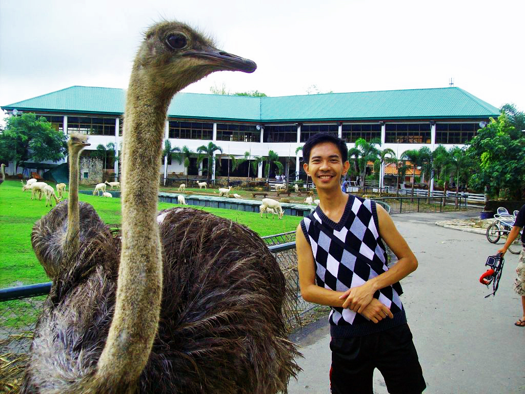 ostrich2