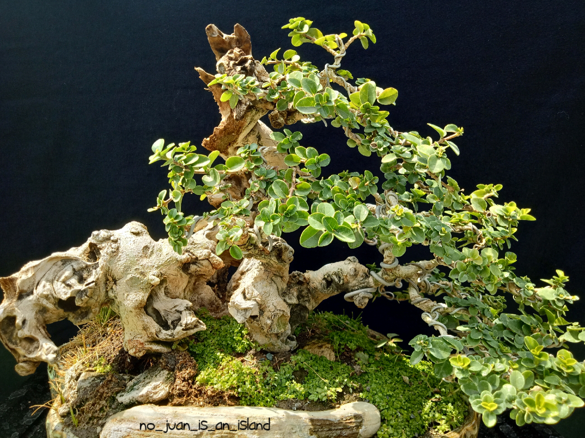 bonsai