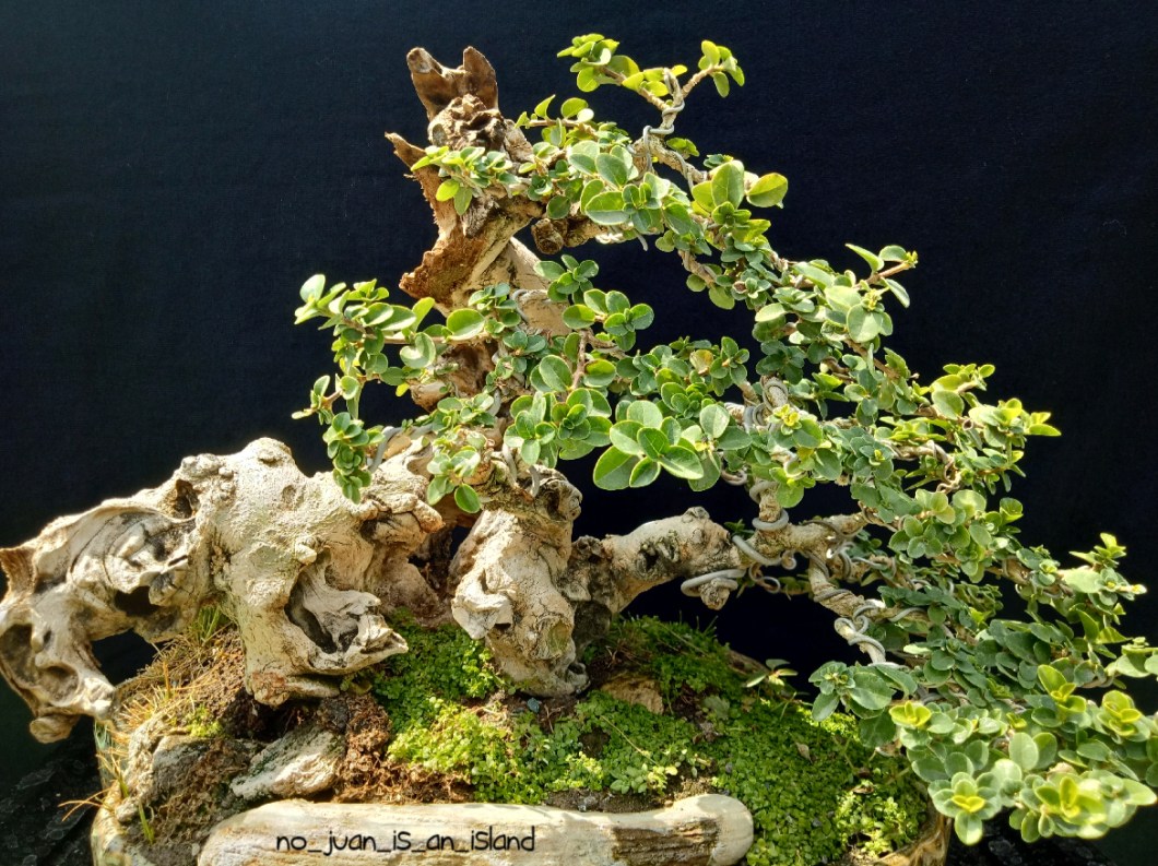 bonsai