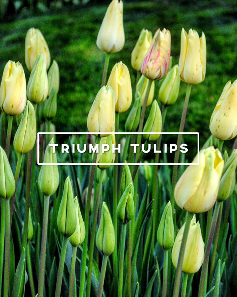 1tulips