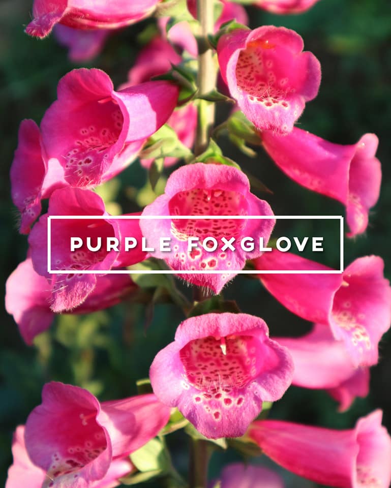 4foxglove